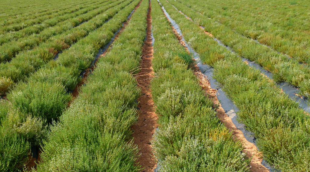 Thyme Essential Oil