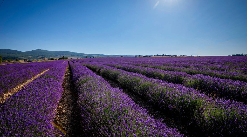 Lavender Essential Oil